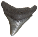 Shark's Tooth