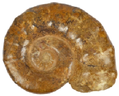 Ammonite