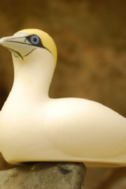 Island Porcelain Gannet