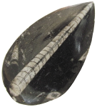 Orthocerus