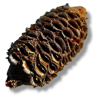 Banksia Nut