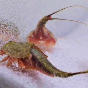 Triops