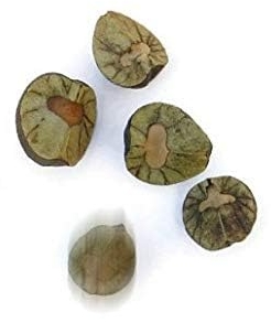 Mexican Jumping Beans